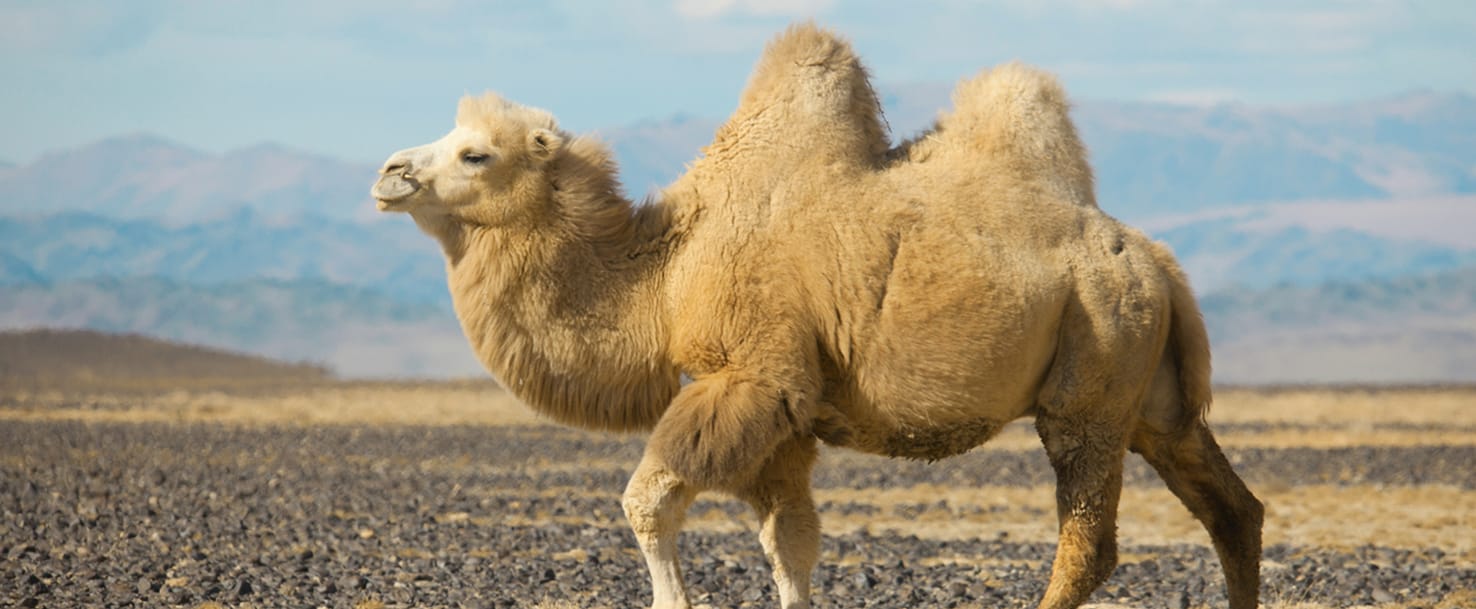 How many humps does a camel have?